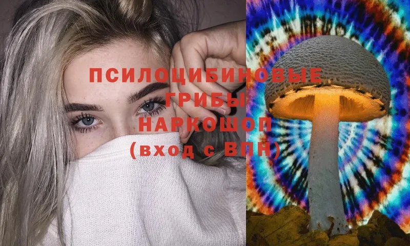 Псилоцибиновые грибы Cubensis  Давлеканово 